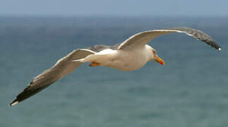 Yellow-legged Gull