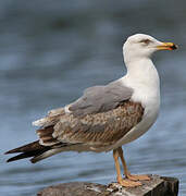 Yellow-legged Gull