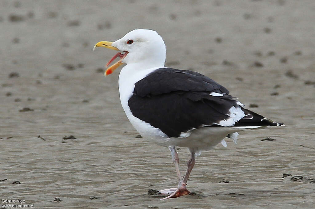 Great Black-backed Gulladult, Behaviour