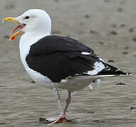 Great Black-backed Gull