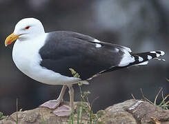 Great Black-backed Gull