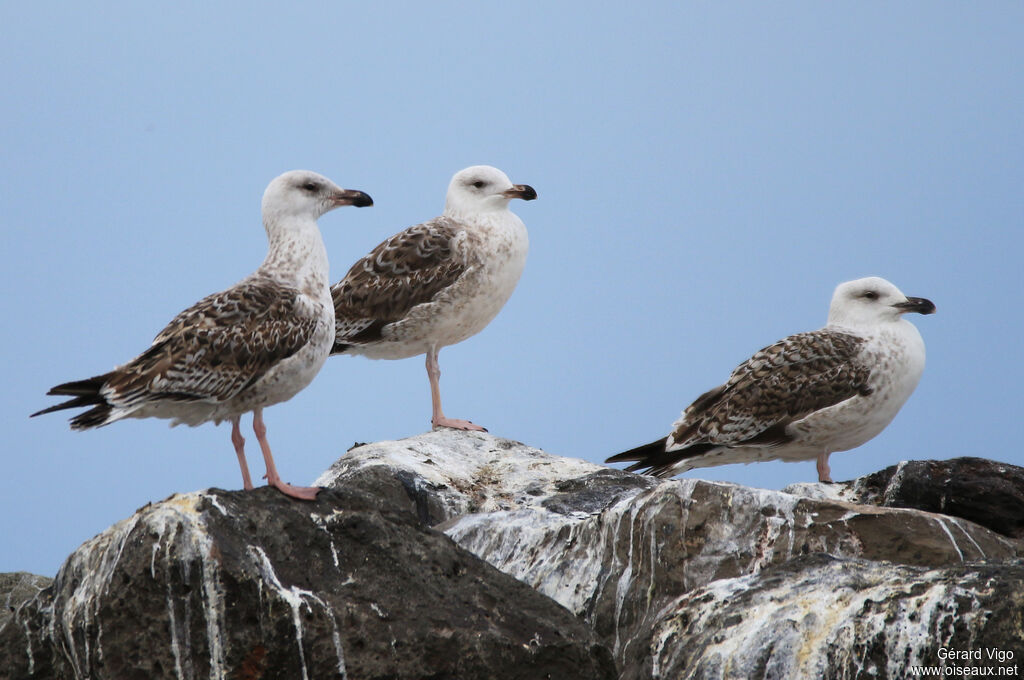 Great Black-backed GullFirst year