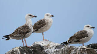 Great Black-backed Gull