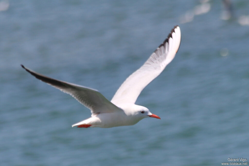 Slender-billed Gulladult, Flight