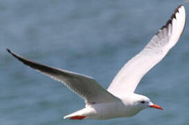 Slender-billed Gull