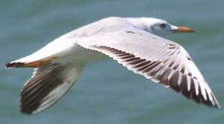 Slender-billed Gull