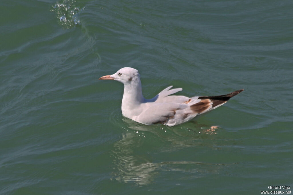 Slender-billed Gulljuvenile, swimming