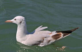 Slender-billed Gull