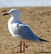 Slender-billed Gull