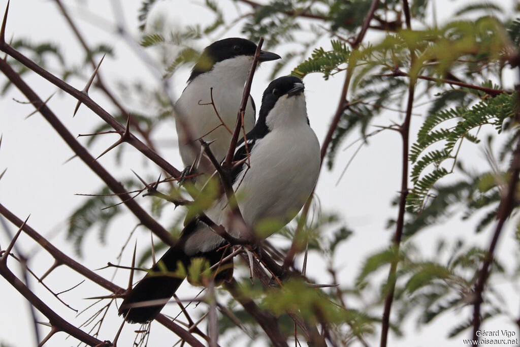 Gonolek à ventre blanc