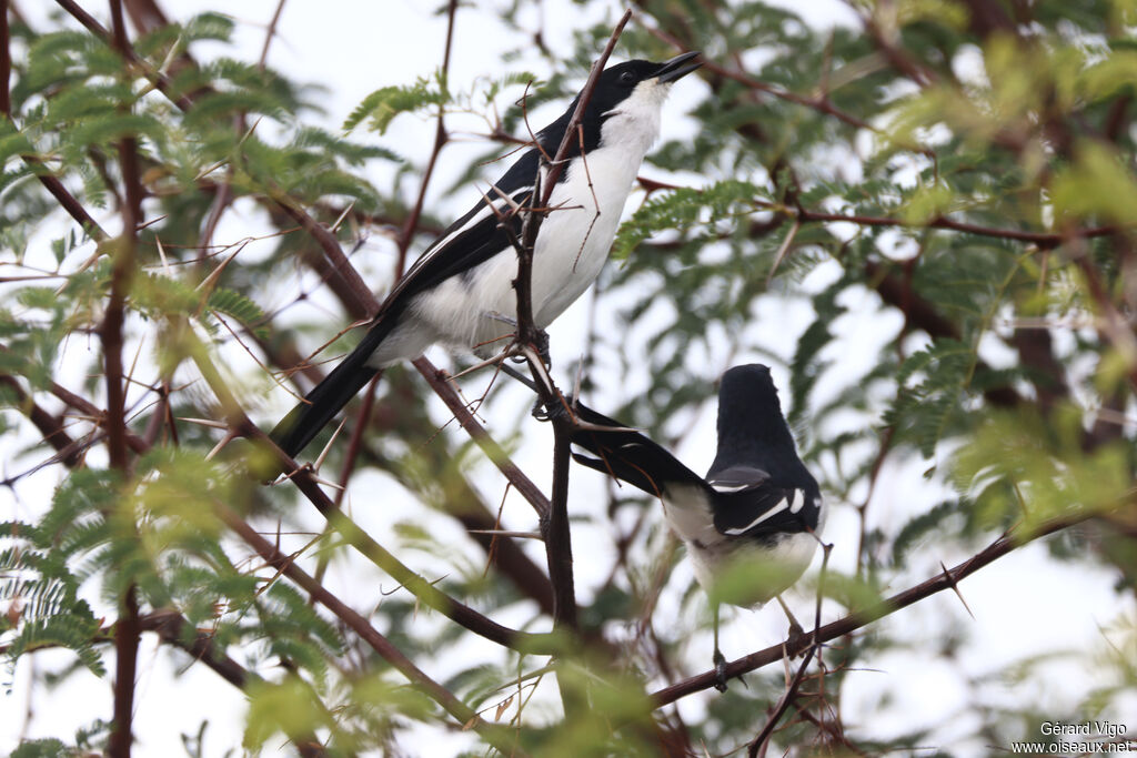 Gonolek à ventre blanc
