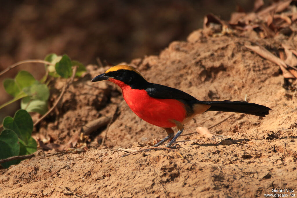 Yellow-crowned Gonolekadult