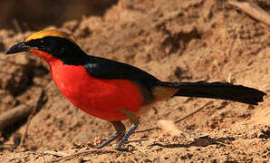 Yellow-crowned Gonolek