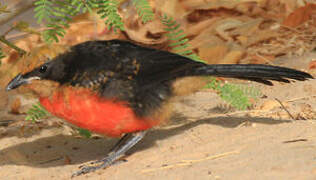 Yellow-crowned Gonolek