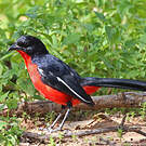 Gonolek rouge et noir