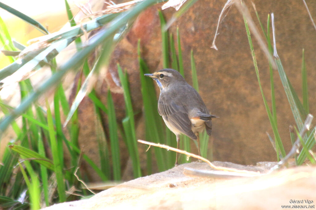 Bluethroatadult