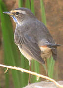 Bluethroat