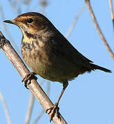 Bluethroat