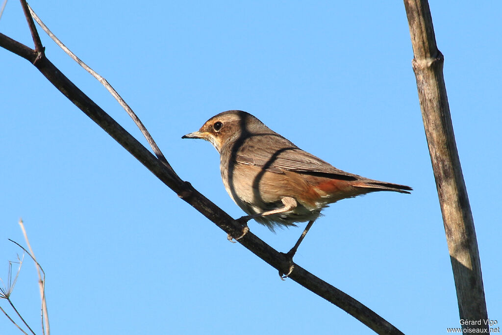 Bluethroat female adult breeding