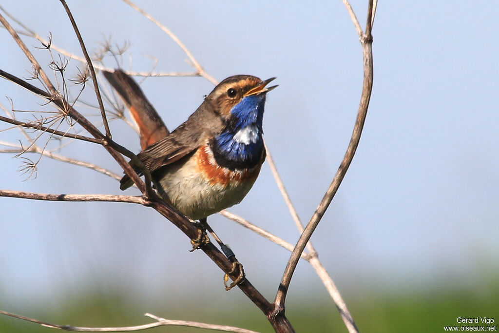 Bluethroat male adult breeding