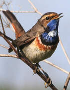 Bluethroat