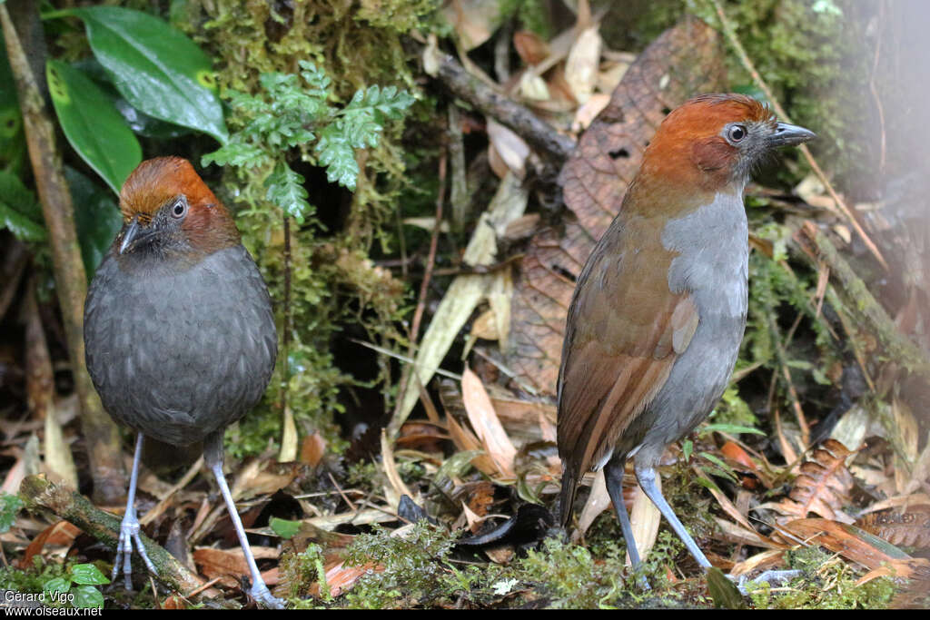 Chestnut-naped Antpittaadult, Behaviour