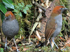 Chestnut-naped Antpitta