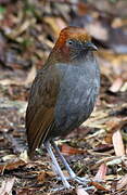 Chestnut-naped Antpitta