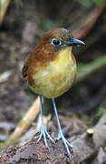 Yellow-breasted Antpitta