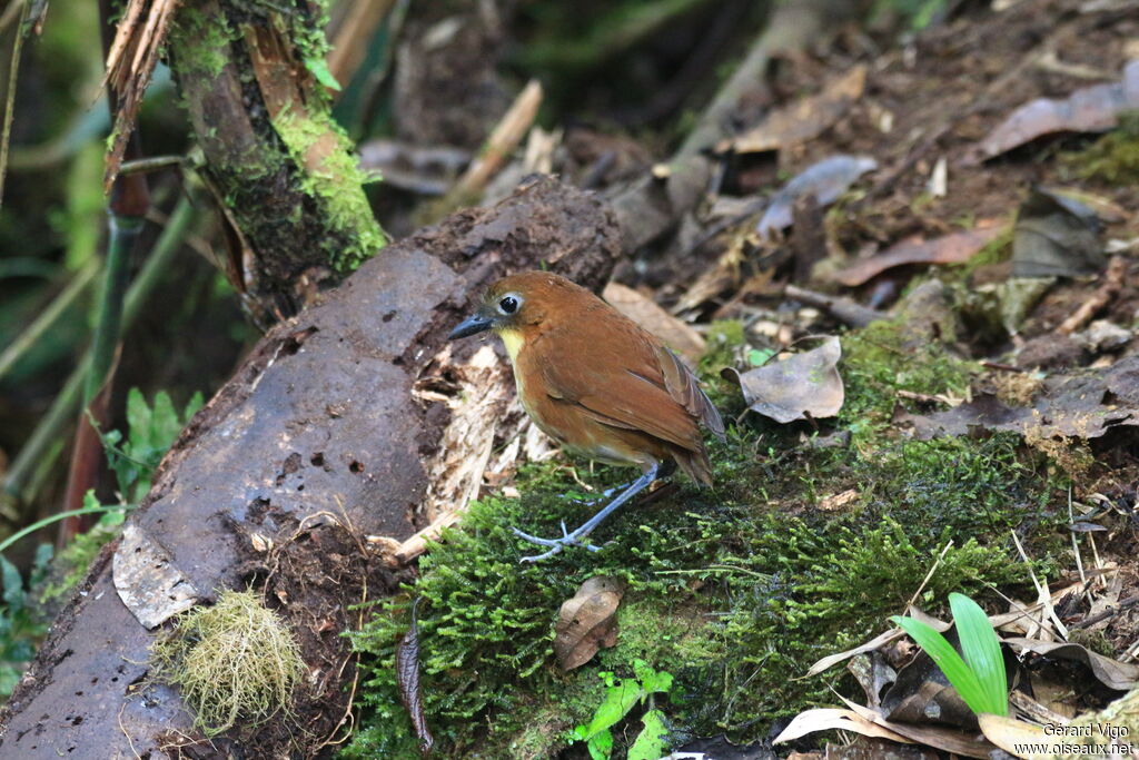 Yellow-breasted Antpittaadult