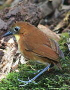 Yellow-breasted Antpitta