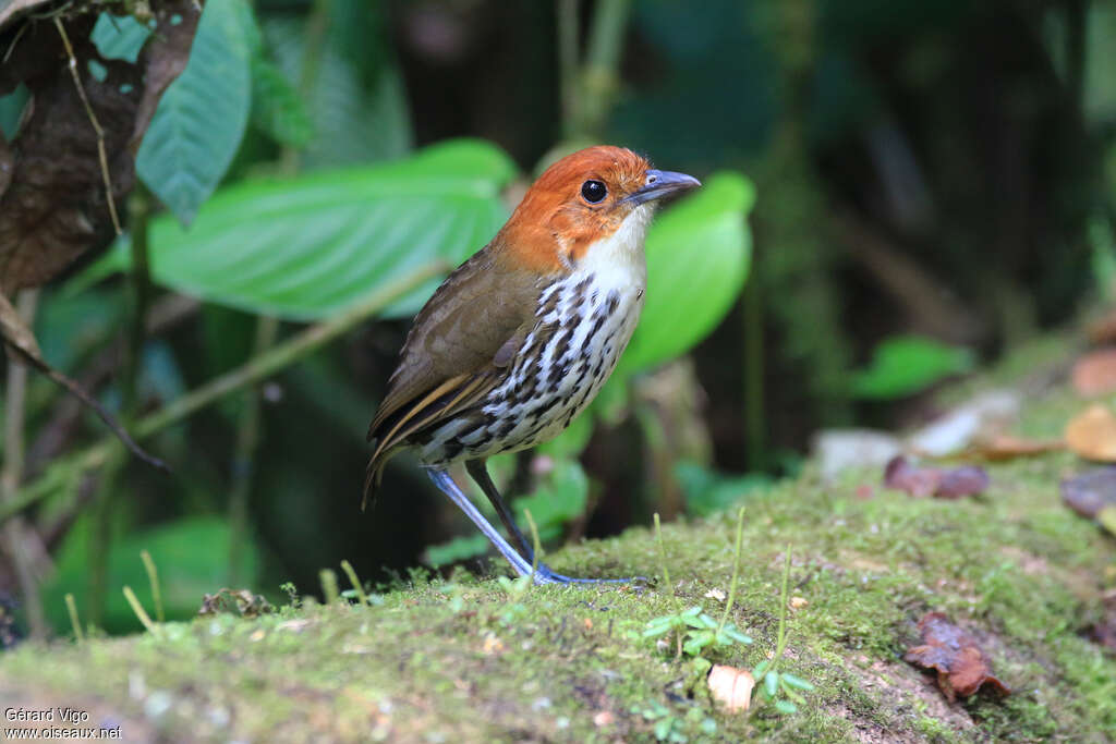 Chestnut-crowned Antpittaadult, identification