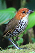 Chestnut-crowned Antpitta