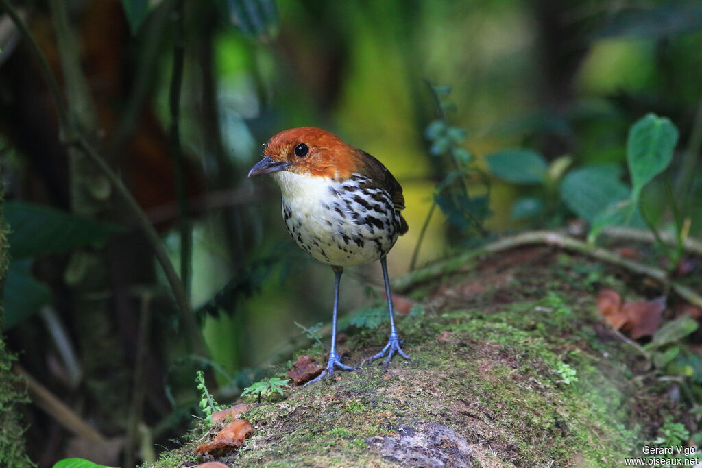 Chestnut-crowned Antpittaadult