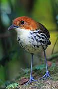 Chestnut-crowned Antpitta