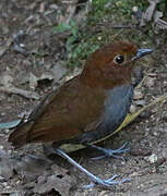 Bicolored Antpitta