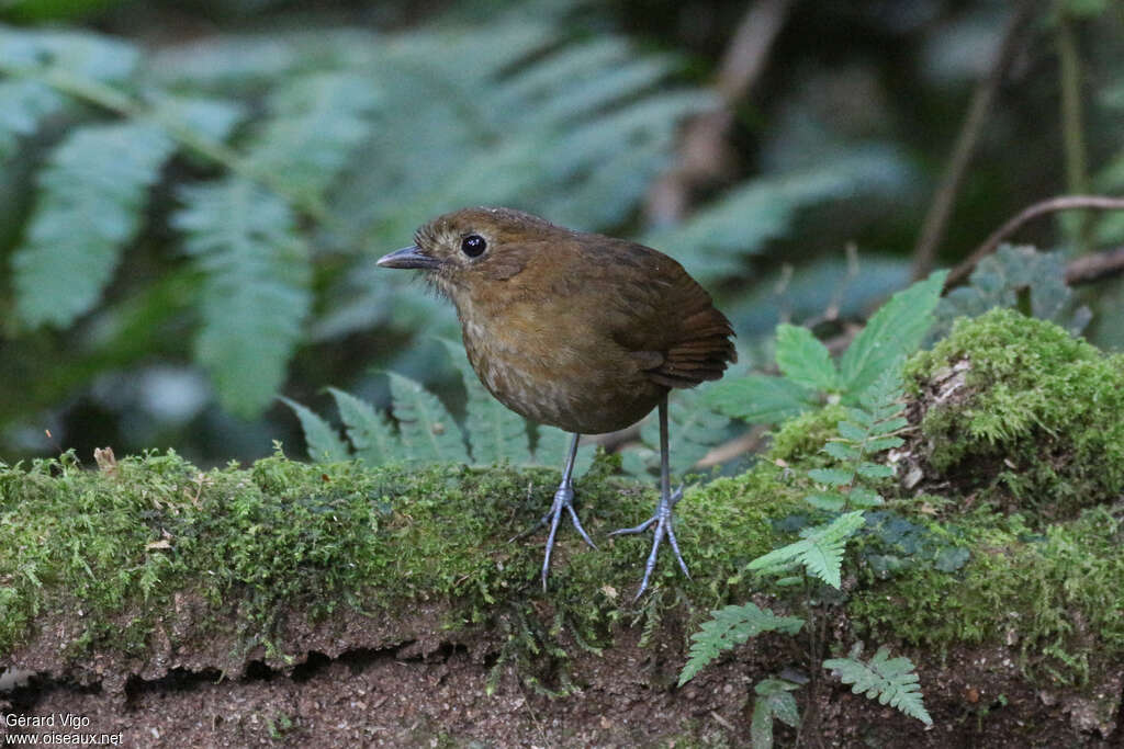 Brown-banded Antpittaadult, habitat, pigmentation