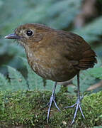 Brown-banded Antpitta