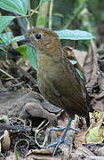 Brown-banded Antpitta