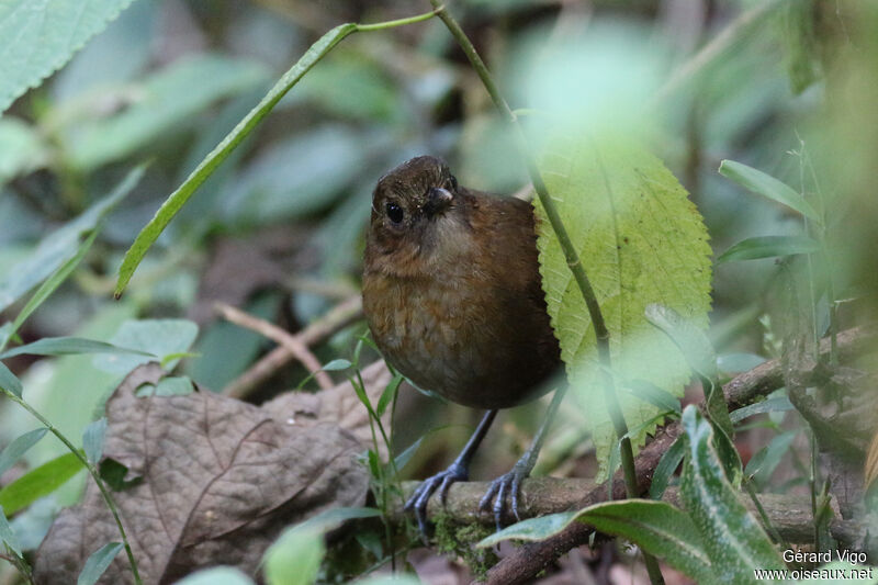 Brown-banded Antpittaadult