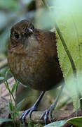 Brown-banded Antpitta