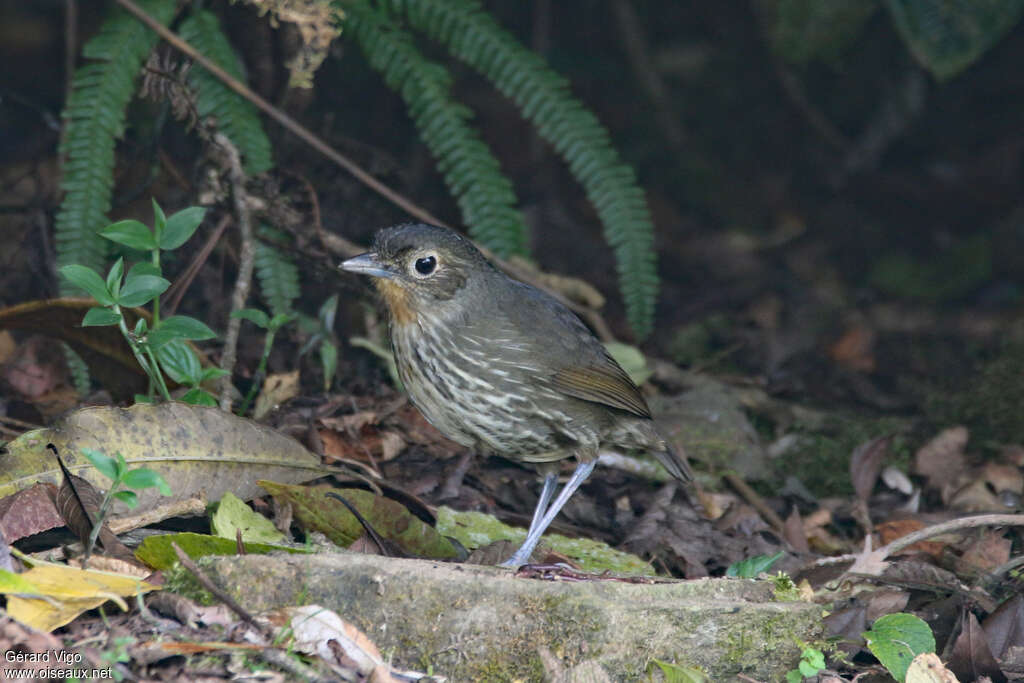 Grallaire de Santa Marta adulte, identification