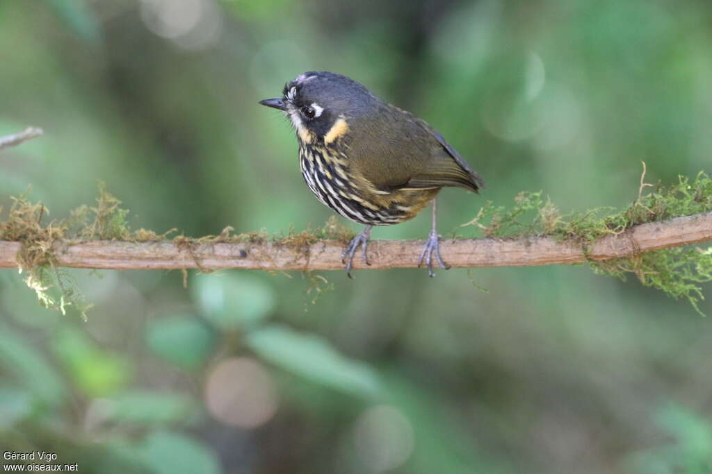 Crescent-faced Antpittaadult, identification