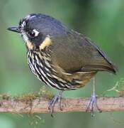 Crescent-faced Antpitta