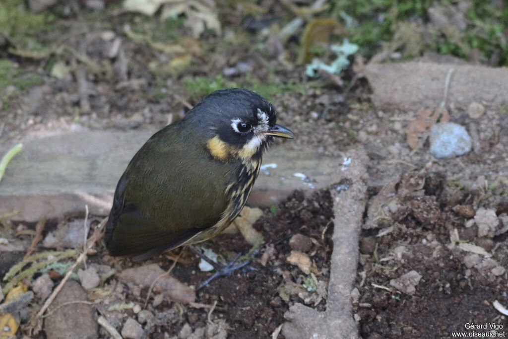 Crescent-faced Antpittaadult