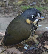 Crescent-faced Antpitta