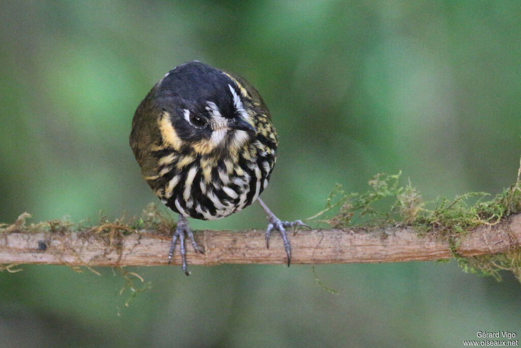 Crescent-faced Antpittaadult, Behaviour