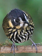 Crescent-faced Antpitta