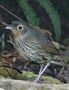 Santa Marta Antpitta