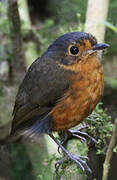 Slaty-crowned Antpitta